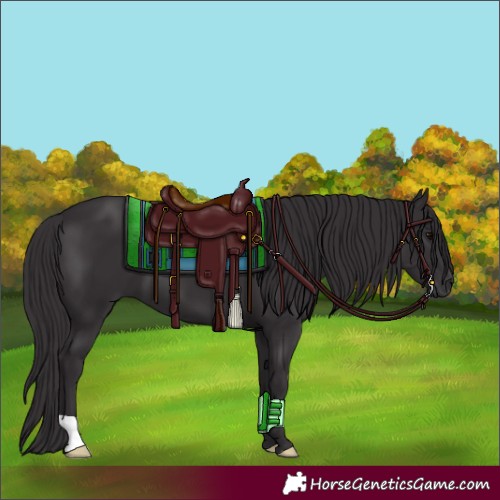 Horse Color:Smoky Black