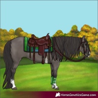 Horse Color:Smoky Grullo 