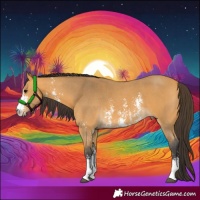 Horse Color:Buckskin Sabino