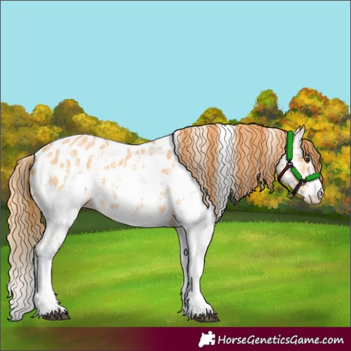 Horse Color:Red Dun Sabino Near Leopard 