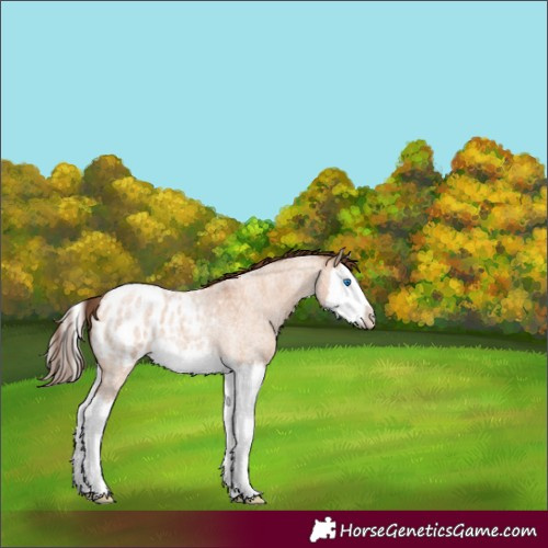 Horse Color:Bay Roan Dun Splash Blanket 