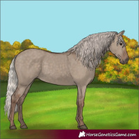 Horse Color:Silver Grullo 