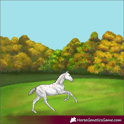 Horse Color:Gray White Spotted Silver Amber Champagne Dun Splash Frame Appaloosa Rabicano 