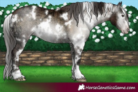 Horse Color:Gray White Spotted Classic Champagne Ice Onyx