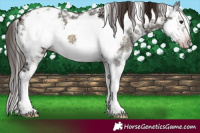 Horse Color:Gray White Spotted Classic Champagne Ice Onyx Sabino Frame Appaloosa 