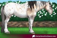 Horse Color:Gray White Spotted Classic Champagne Ice Onyx Tobiano Appaloosa 