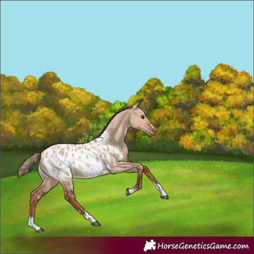 Horse Color:Red Dun Blanket