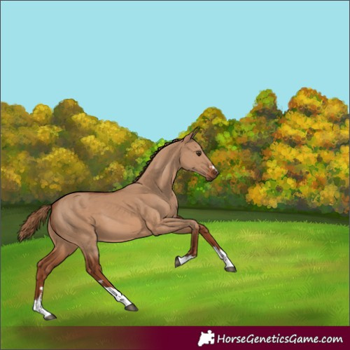 Horse Color:Red Dun
