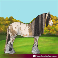Horse Color:Buckskin Dun  and Perlino Dun 