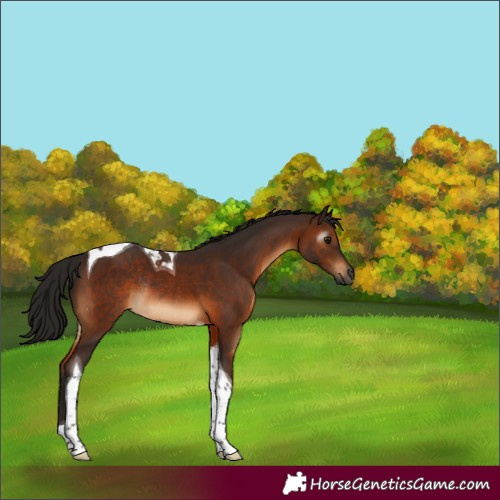 Horse Color:Gray Bay Tobiano Rabicano 