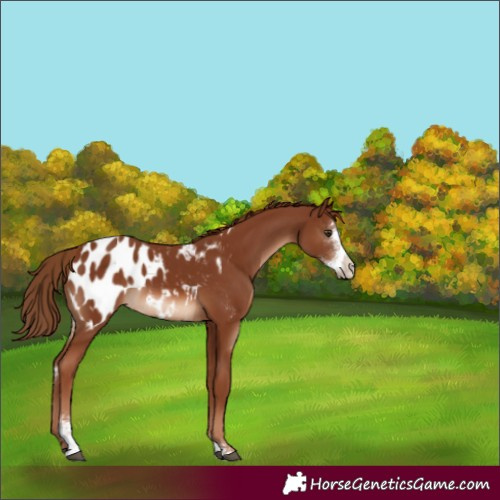 Horse Color:Chestnut Sabino Blanket 