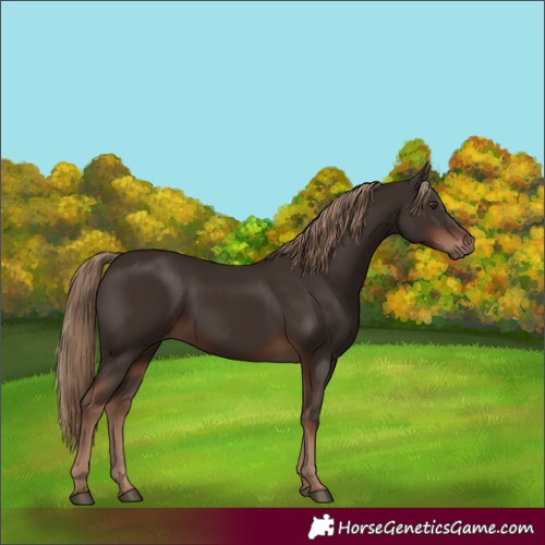 Horse Color:Liver Chestnut Rabicano 