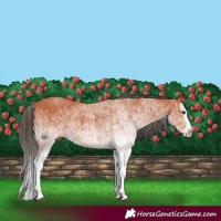 Horse Color:White Spotted Bay Splash  and White Spotted Bay Splash 