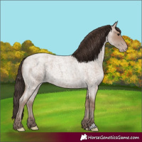 Horse Color:Classic Champagne Roan 