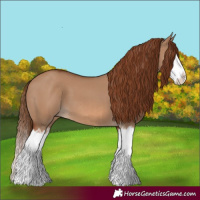Horse Color:Red Dun Splash and Red Dun Splash