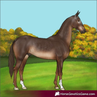 Horse Color:Gray Chestnut Rabicano