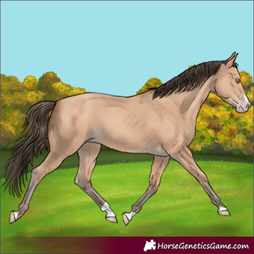 Horse Color:Amber Champagne Splash 