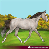 Horse Color:Classic Champagne Roan Splash