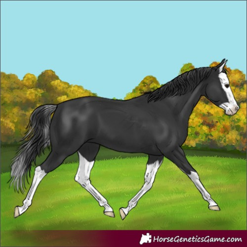 Horse Color:Black Splash
