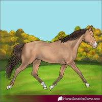 Horse Color:Amber Champagne Splash 