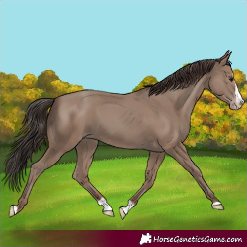 Horse Color:Classic Champagne Splash