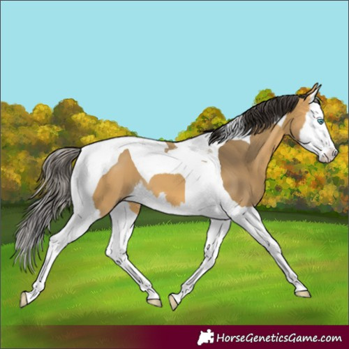Horse Color:Buckskin Splash Tobiano 