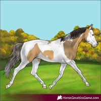 Horse Color:Buckskin Splash Tobiano