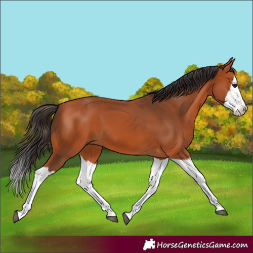 Horse Color:Bay Splash
