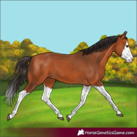 Horse Color:Bay Splash