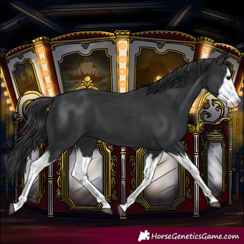 Horse Color:Black Splash 