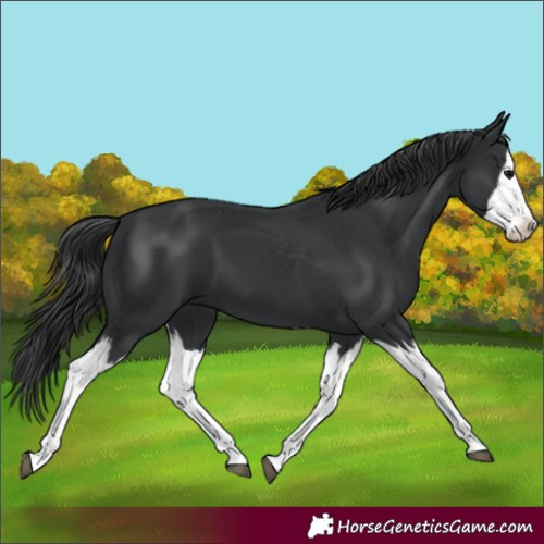 Horse Color:Black Splash 