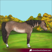 Horse Color:Brown Dun 