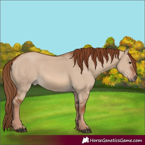 Horse Color:Red Dun Rabicano 
