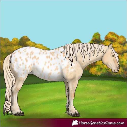 Horse Color:Palomino Dun Appaloosa Rabicano 