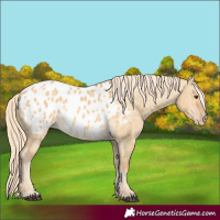 Horse Color:Palomino Dun Appaloosa Rabicano
