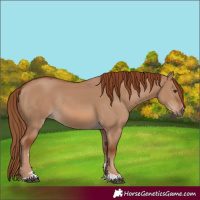 Horse Color:Red Dun Rabicano 
