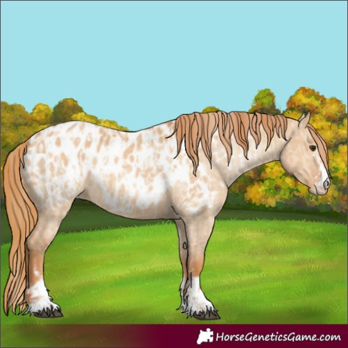 Horse Color:Red Dun Appaloosa and Red Dun Appaloosa