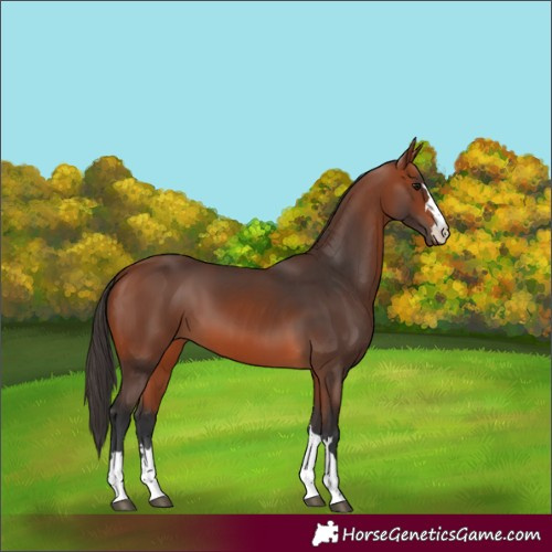 Horse Color:Bay 