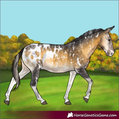 Horse Color:Powder White White Spotted Buckskin Onyx Appaloosa Rabicano 