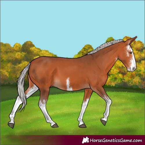 Horse Color:White Spotted Silver Bay 
