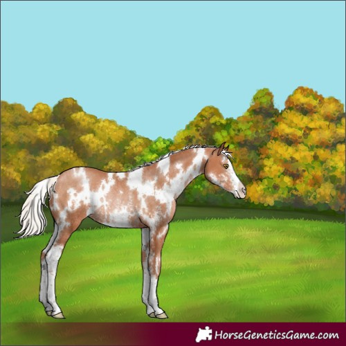 Horse Color:White Spotted Silver Bay Pearl Sabino Rabicano 