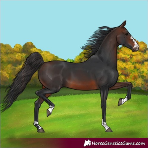 Horse Color:Brown 