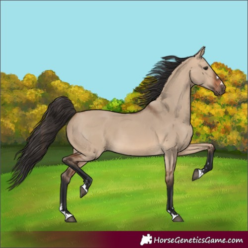 Horse Color:Bay Dun 