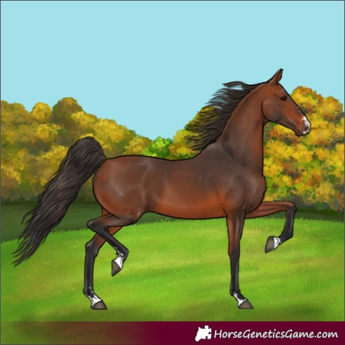 Horse Color:Bay 