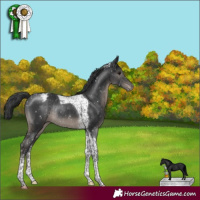 Horse Color:Black Tobiano Appaloosa Rabicano 