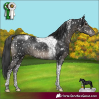 Horse Color:Black Tobiano Snowcap Rabicano 