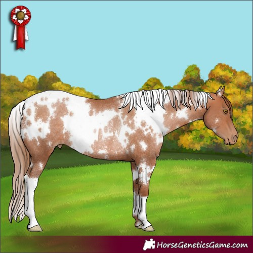 Horse Color:White Spotted Bay Pearl Rabicano 