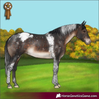 Horse Color:Brown Tobiano Appaloosa Rabicano 