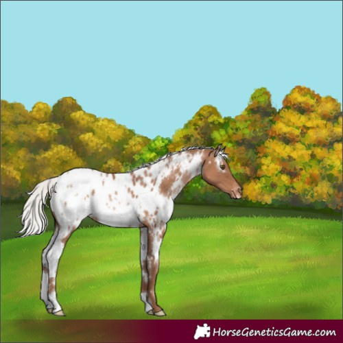 Horse Color:White Spotted Silver Brown Pearl Blanket Rabicano 