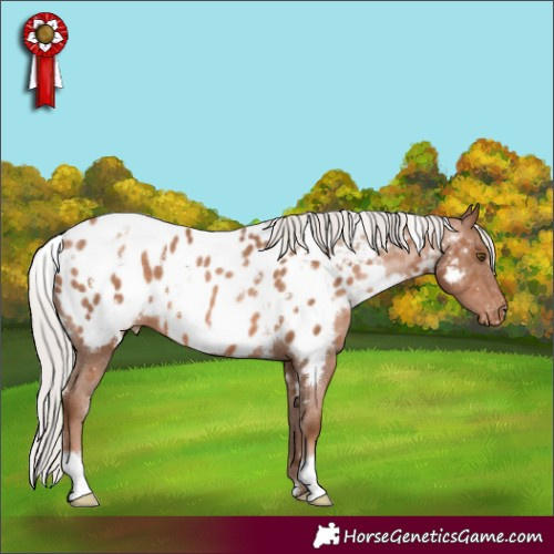 Horse Color:White Spotted Silver Brown Pearl Blanket 